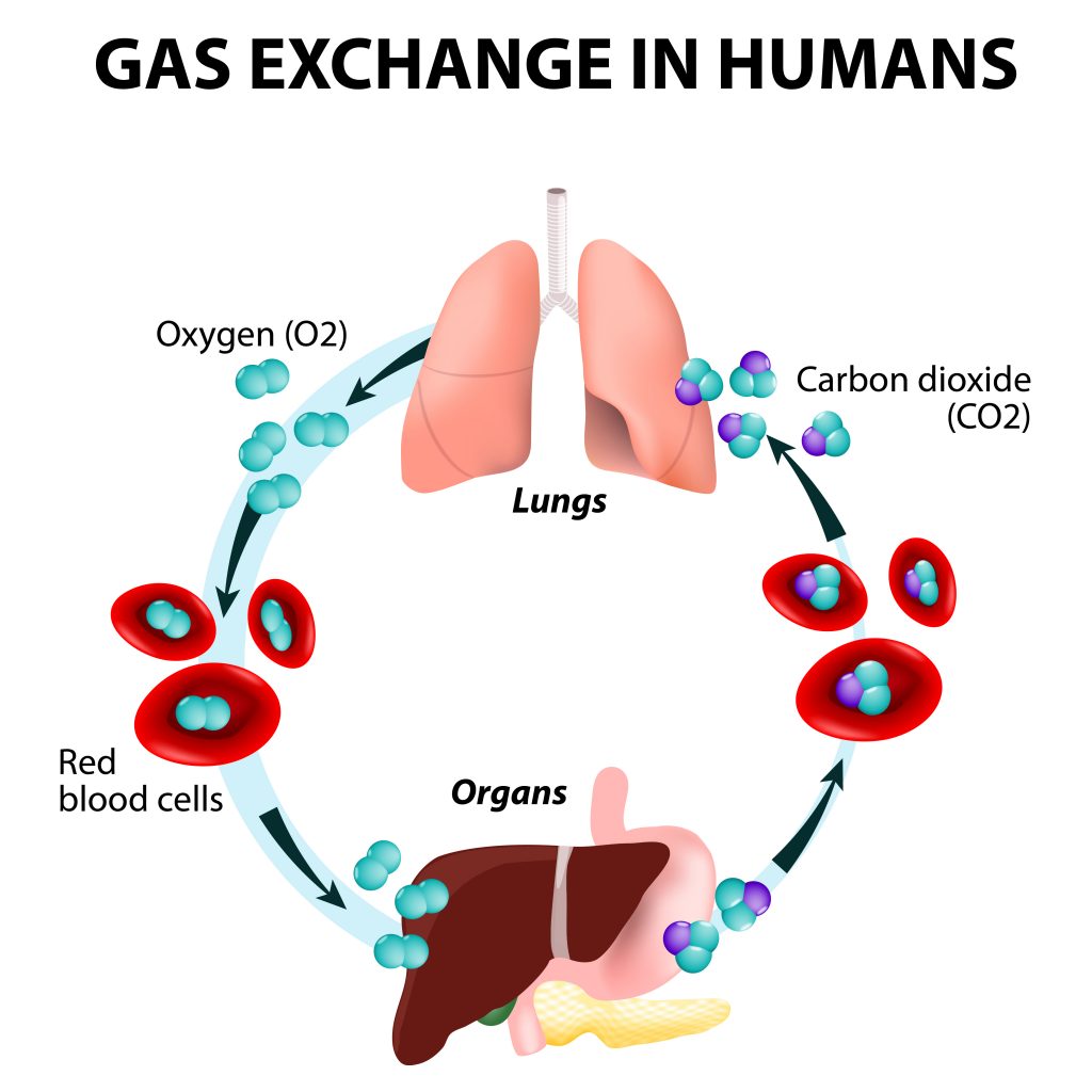 gas exchange in humans